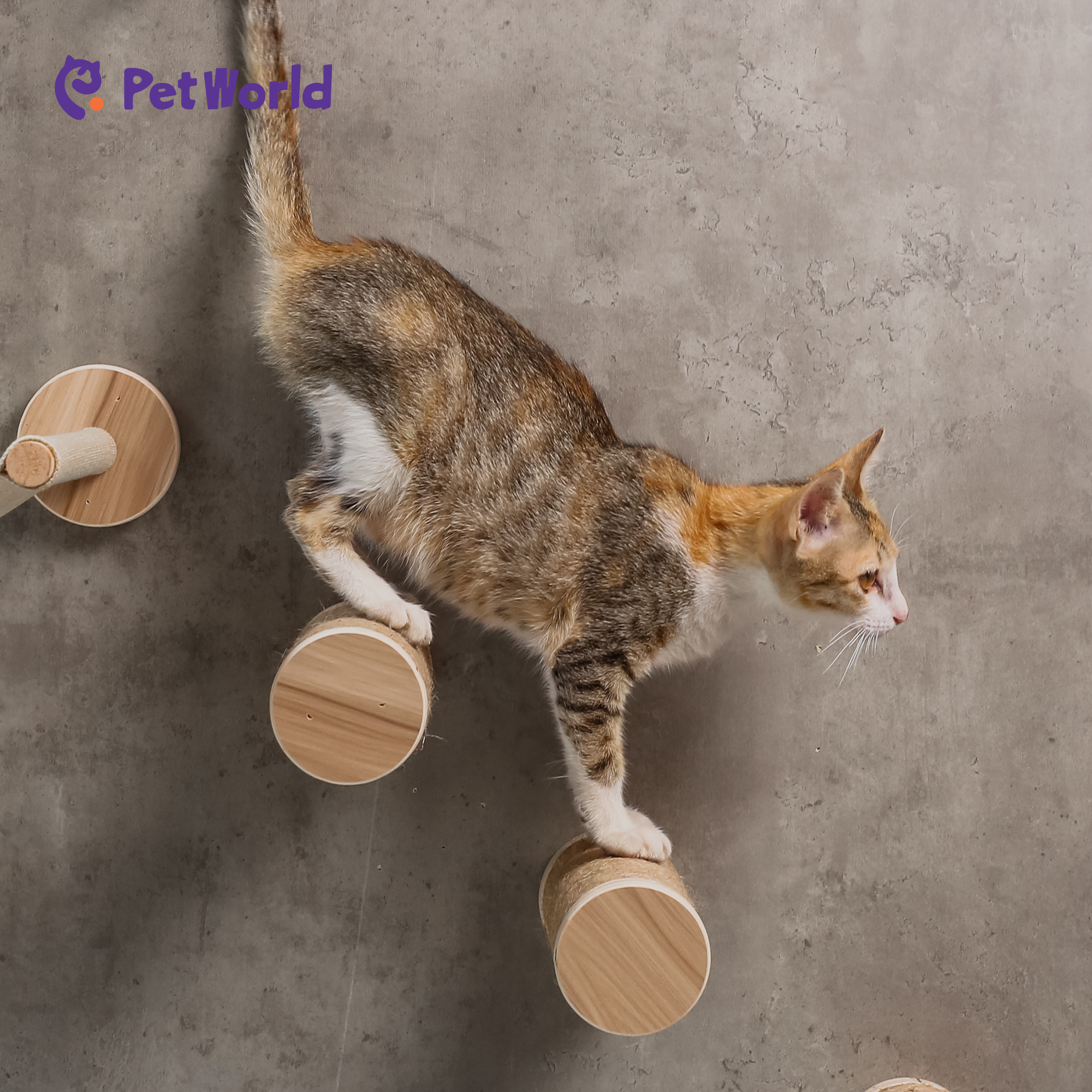 CWS005 Modern Wall-Mounted Cat Hammock with Climbing Steps_03